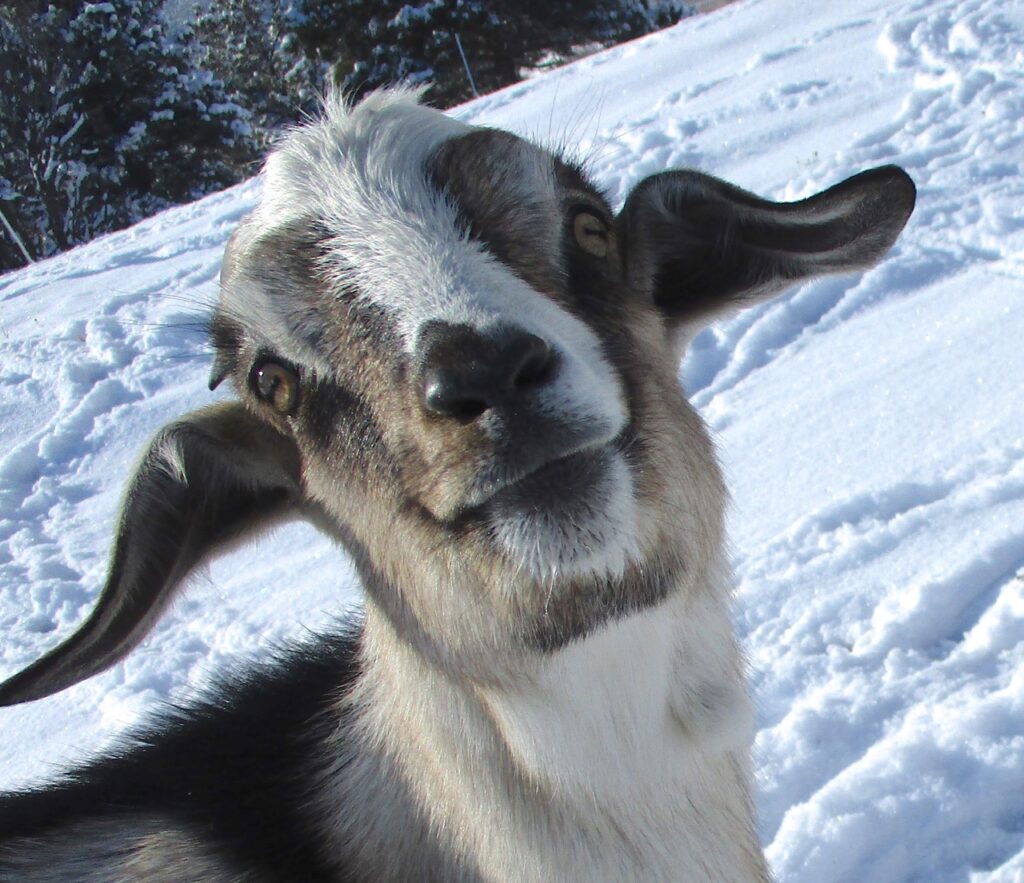 packgoat