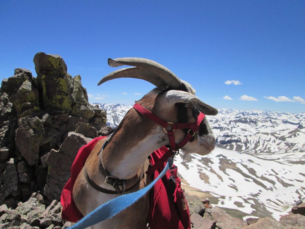 packgoat