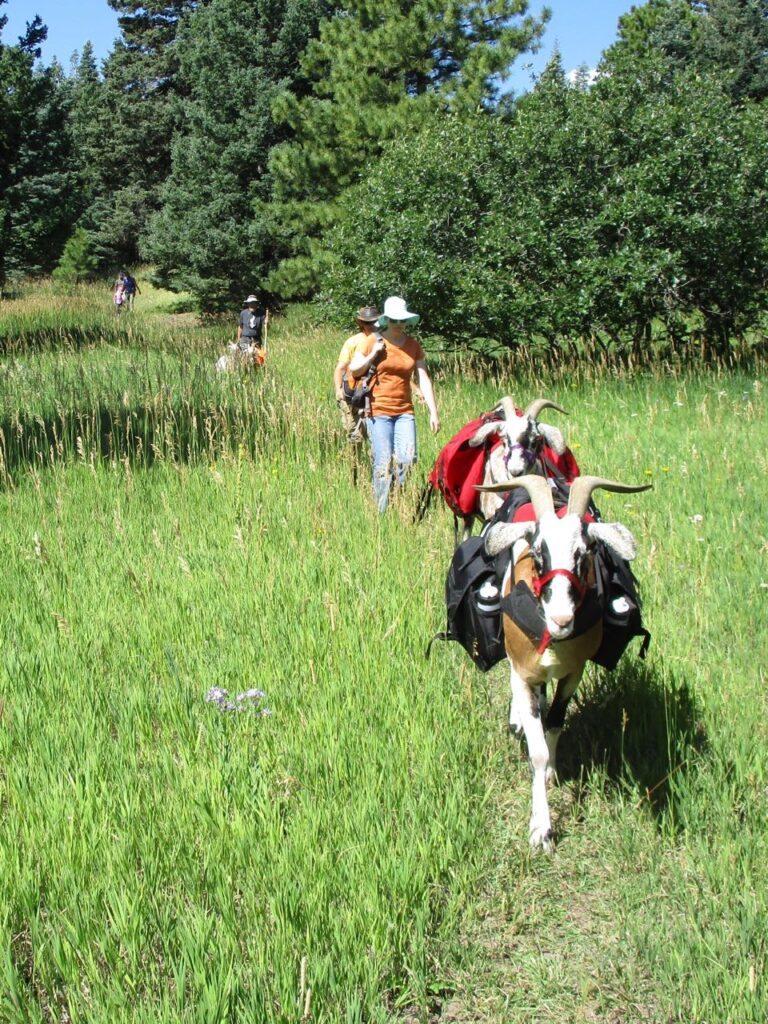 packgoats