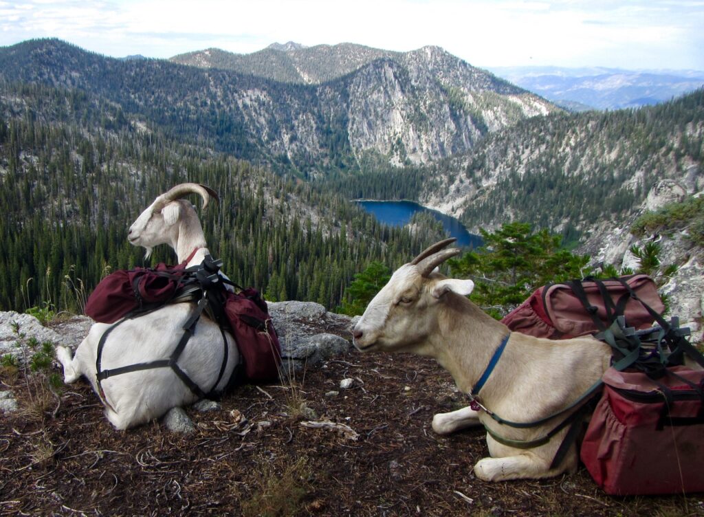 packgoats