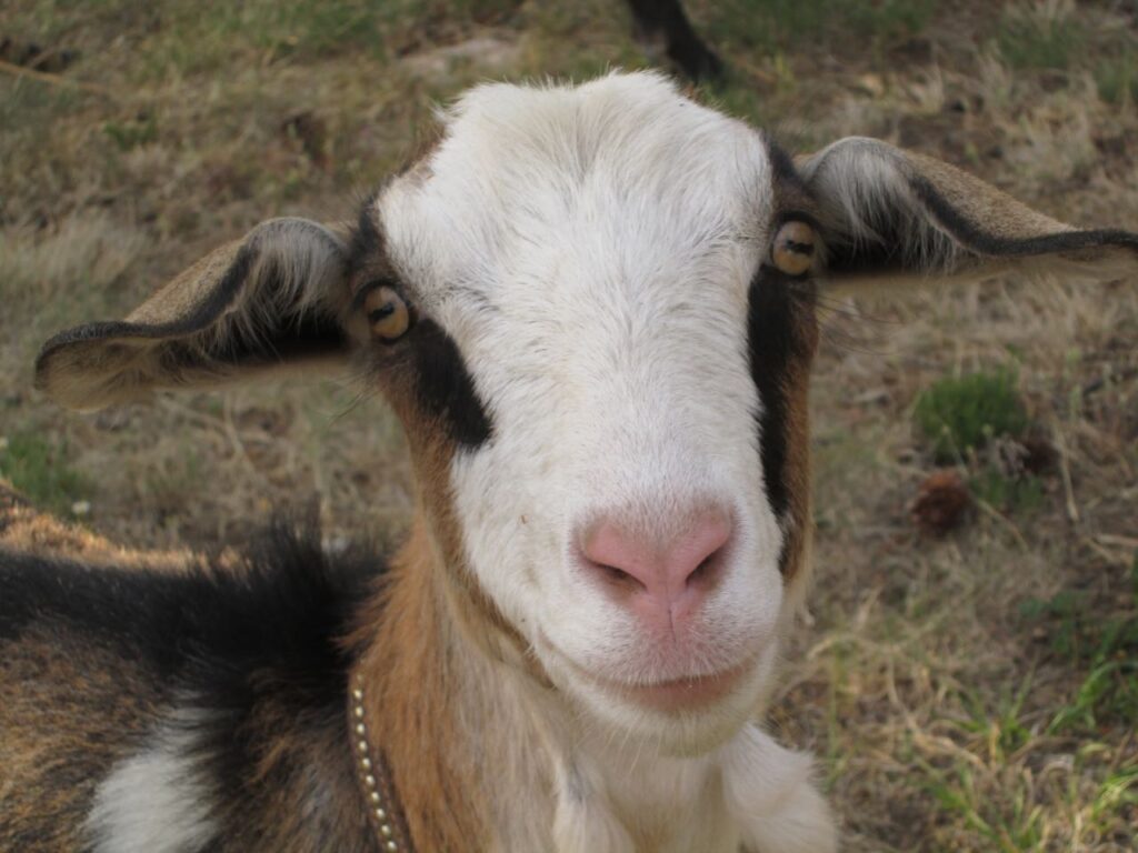 packgoat