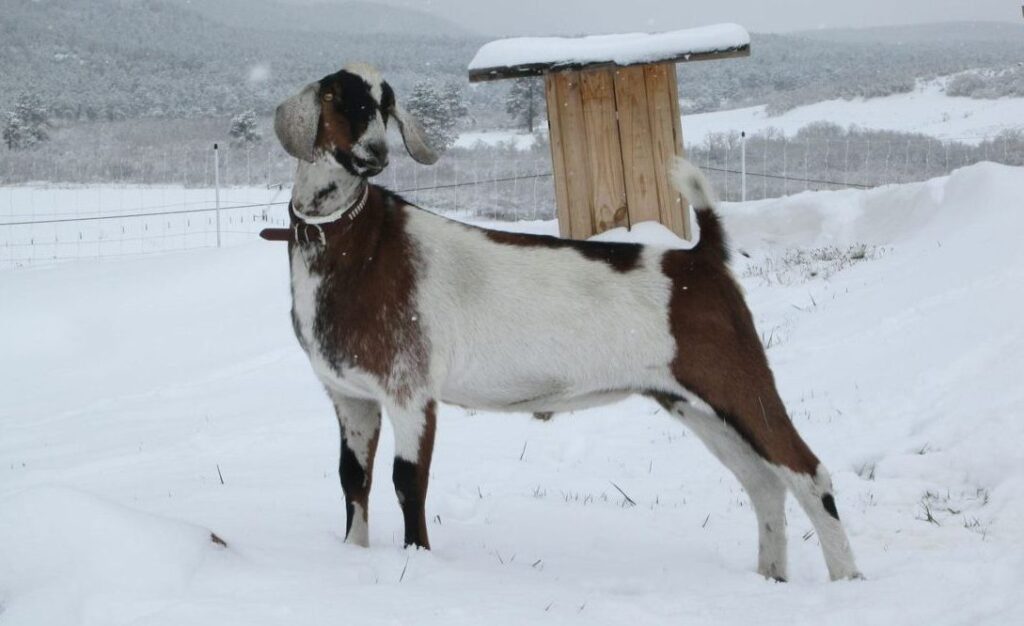 Packgoat