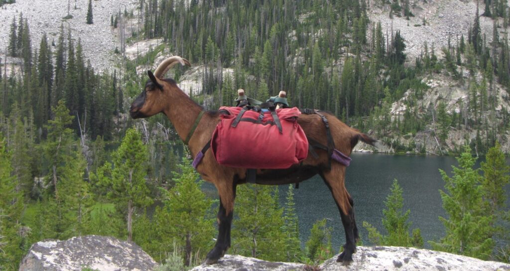 Packgoat