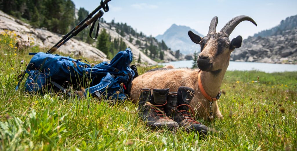 packgoat