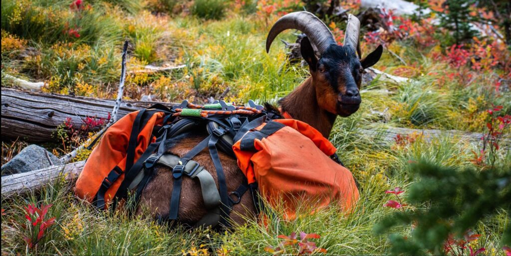 packgoat