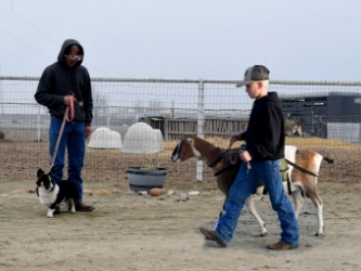 Packgoats near dog