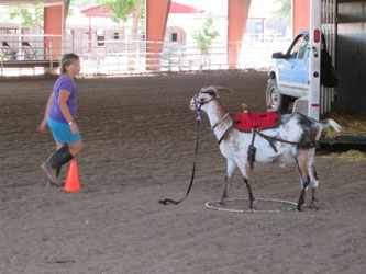 Packgoat on ground tie obstacle