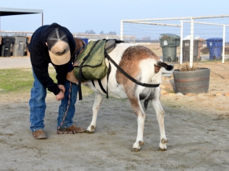 Packgoat