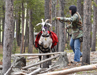 Packgoat on jump obstacle