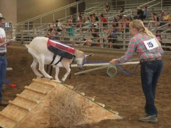 Packgoat on pyramid obstacle