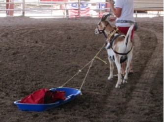 Packgoat on sled dragging obstacle