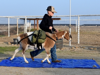 Packgoat on tarp obstacle