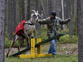 Packgoat on teeter totter obstacle