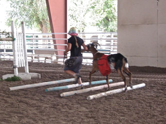 Packgoat on trot obstacle obstacle