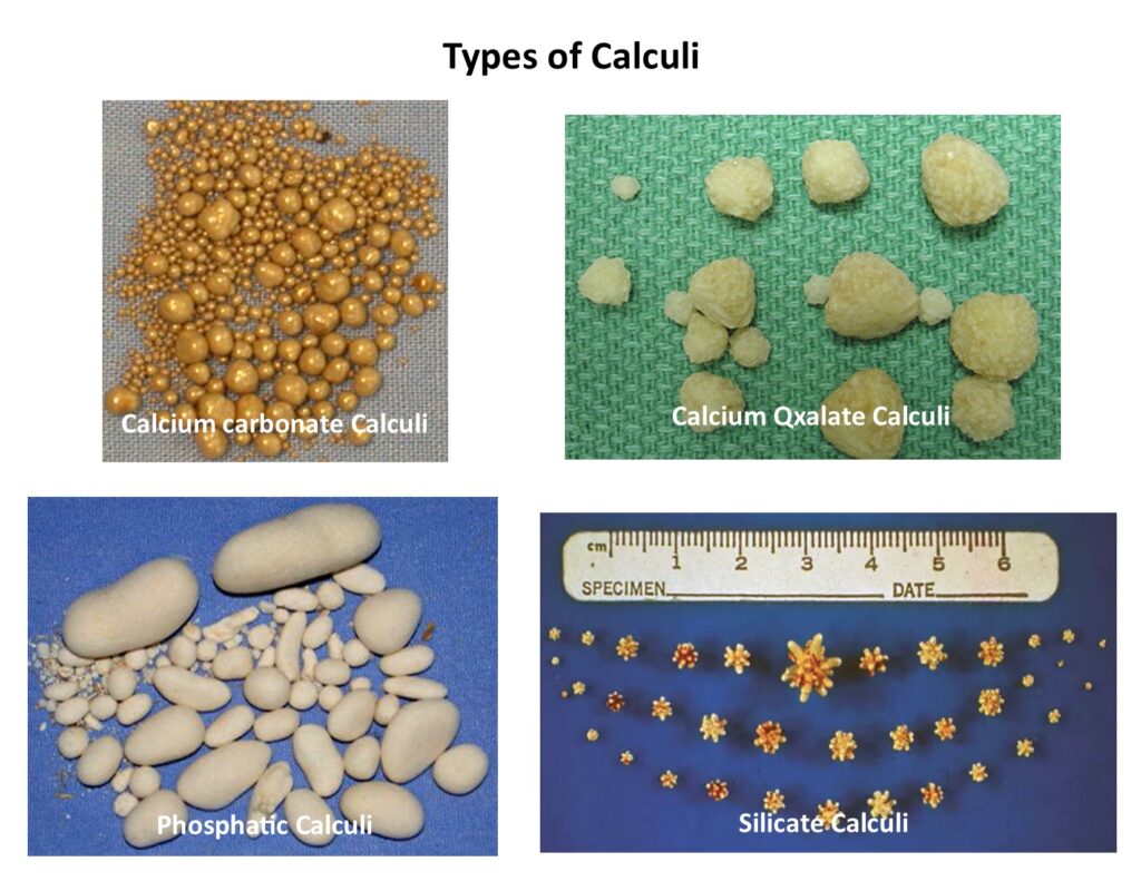 Types of calculi Types of calculi